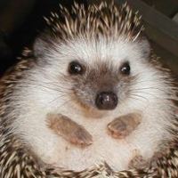 Pet Hedgehog For Sale